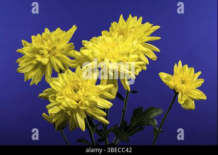 Chrysantheme Amour gelbe Blume auf blauem Hintergrund. Blumenkopf Nahaufnahme, Odessa, Ukraine, Europa Stockfoto
