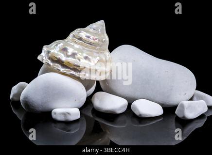 Eine perlförmig gewellte Turban Seashell Astraea turbanicum, die zwischen glatten weißen Steinen liegt, isoliert auf schwarzem Hintergrund. Die schillernde Oberfläche der Schale Stockfoto