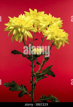 Chrysantheme Amour gelbe Blume auf rotem Hintergrund. Blumenkopf-Nahaufnahme Stockfoto