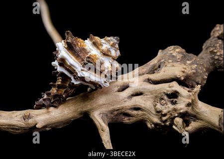 Nahaufnahme einer Endive Murex Schneckenschale der Familie Muricidae, die auf robustem Treibholz ruht und ihre stachelige Textur und das gestreifte Muster gegen ein B hervorhebt Stockfoto