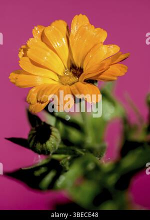 Schöne blühende Calendula officinalis Blüten auf rosa Hintergrund. Blumenkopf Nahaufnahme, Odessa, Ukraine, Europa Stockfoto