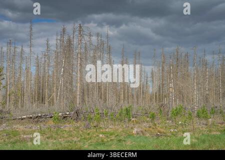 Waldsterben im Harz, tote Nadelbäume östlich von Clausthal-Zellerfeld, Niedersachsen, Deutschland *** Waldsterben im Harz, tote Nadelbäume östlich von Clausthal Zellerfeld, Niedersachsen, Deutschland Stockfoto