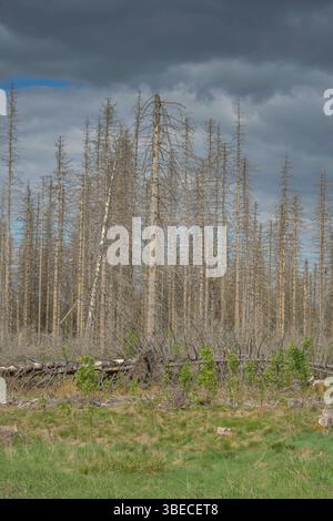 Waldsterben im Harz, tote Nadelbäume östlich von Clausthal-Zellerfeld, Niedersachsen, Deutschland *** Waldsterben im Harz, tote Nadelbäume östlich von Clausthal Zellerfeld, Niedersachsen, Deutschland Stockfoto