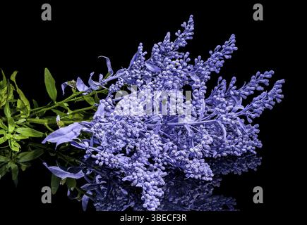 Eine Nahaufnahme leuchtender rosa und blauer Blumen mit zarten Blütenblättern und kontrastierenden Farben, perfekt für Blumenmotive und Naturmotive, Großbritannien Stockfoto