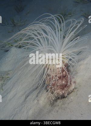 Zylinderrose (Cerianthus sp) Stockfoto