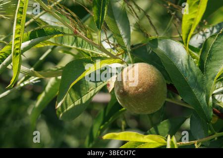 Pfirsichfrucht reift auf dem Zweig in voller Sonne, Lorcha, Spanien Stockfoto
