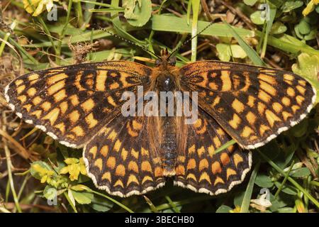 Gepunktete Fritillerie (Melitaea phoebe) Stockfoto
