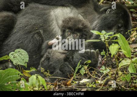 Baby Mountain Gorilla liegt mit seiner Mutter im Virunga-Nationalpark in der Demokratischen Republik Kongo Stockfoto