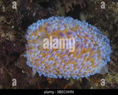 Nacktschnecke mit Silberspitze (Janolus capensis) Stockfoto