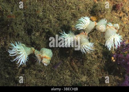Tigeranemone (Nemanthus annamensis) Stockfoto