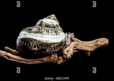 Polierte GRÜNE JADE Banded Turbo EINSIEDLERKREBSE Sea Shell auf Treibholz vor schwarzem Hintergrund, Ukraine, Europa Stockfoto