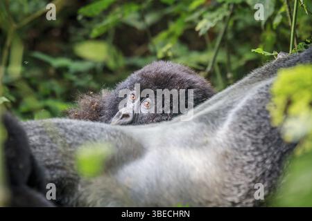 Baby Mountain Gorilla versteckt sich hinter einem Silverback im Virunga-Nationalpark in der Demokratischen Republik Kongo Stockfoto