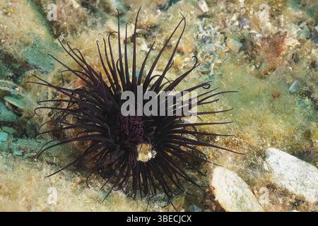 Zylinderrose (Cerianthus membranaceus) Stockfoto