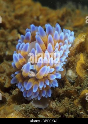Nacktschnecke mit Silberspitze (Janolus capensis) Stockfoto