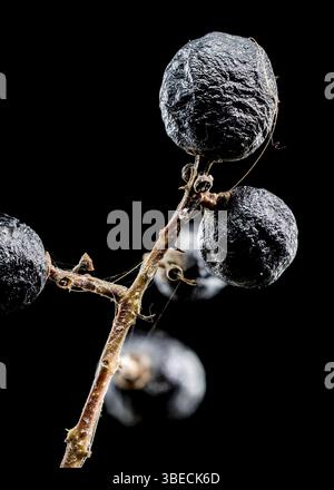 Eine Gruppe dunkler, fast schwarzer gewöhnlicher Beeren schimmert mit Tau auf einem dünnen Zweig. Die Beeren stehen im Kontrast zu einem dunklen Hintergrund, Highli Stockfoto