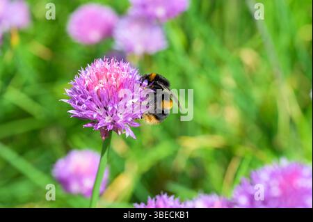 Bienen sammeln Pollen von einer Schnittlauchblume, Großbritannien Stockfoto