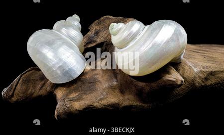 Nahaufnahme einer perlfarbenen Turbanschnecke auf strukturiertem Treibholz vor schwarzem Hintergrund. Die schillernde Schale steht im Kontrast zum rauen Holz, Stockfoto