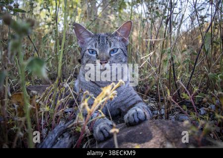 Blauäugige Katze, die zwischen dem Gras in Afrika liegt Stockfoto