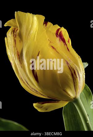 Schöne gelbe Tulpe La Courtine Papageienblume isoliert auf schwarzem Hintergrund. Blumenkopf Nahaufnahme, Odessa, Ukraine, Europa Stockfoto