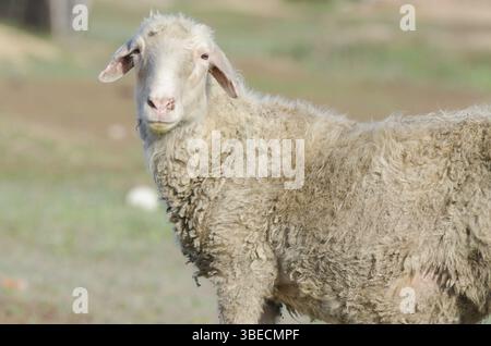 Nahaufnahme-Porträtram, der in den Rahmen schaut Stockfoto