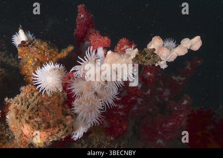Tigeranemone (Nemanthus annamensis) Stockfoto