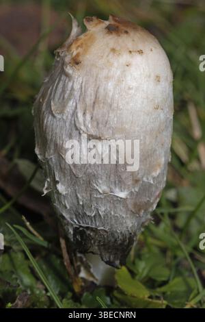 Haubenzinkung (Coprinus comatus) Stockfoto