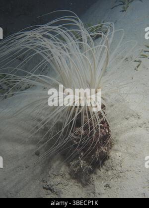 Zylinderrose (Cerianthus sp) Stockfoto