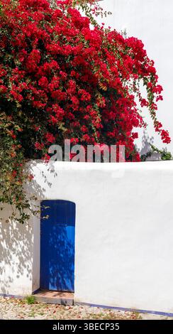 Spanien, Sitges, Bougainvillea vor einer weißen Wand und einem blauen Türeingang. Stockfoto
