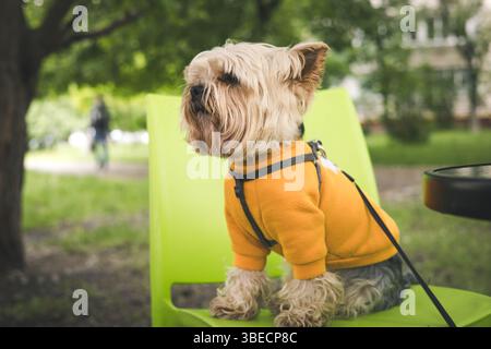 Ein charmanter yorkshire Terrierhund trägt einen orangefarbenen Pullover und sitzt auf einem grünen Stuhl in einer Umgebung im Freien und blickt weg. Britische Rasse von Spielzeug-Hündchen. Stockfoto
