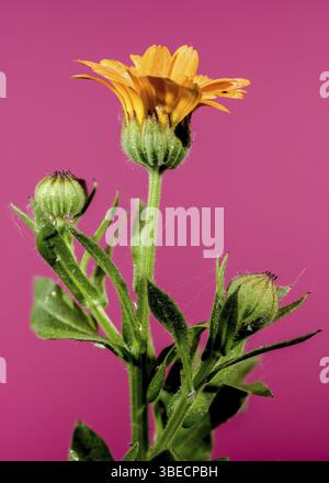 Schöne blühende Calendula officinalis Blüten auf rosa Hintergrund. Blumenkopf Nahaufnahme, Odessa, Ukraine, Europa Stockfoto