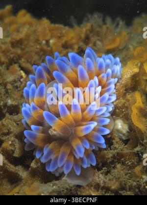 Nacktschnecke mit Silberspitze (Janolus capensis) Stockfoto