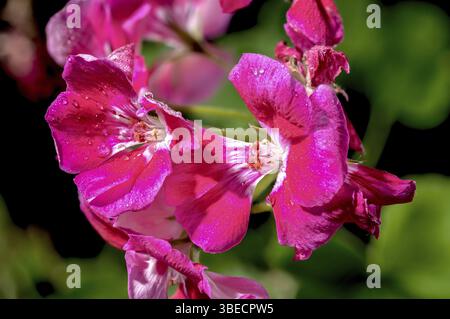 Schöne blühende rote Pelargonium Toscana Hero Blumen auf schwarzem Hintergrund. Blumenkopf Nahaufnahme, Odessa, Ukraine, Europa Stockfoto