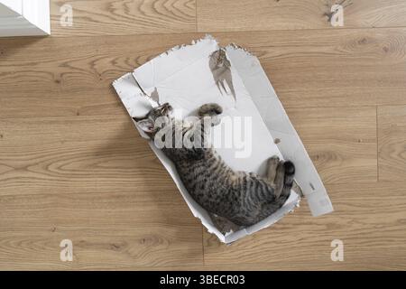 Grau gestromte Kätzchen legen sich in zerrissenen Pappkartons auf den Boden. Lustige Katze spielen zu Hause. Entspannt in einer Kiste auf dem Boden schlafen. Blick von oben, Holzfußboden Stockfoto