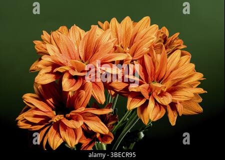 Wunderschöne Chrysantheme multiflora Conaco Orange auf grünem Hintergrund. Nahaufnahme des Blumenkopfes, Odessa, Ukraine, Europa Stockfoto