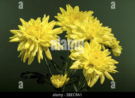 Chrysantheme Amour gelbe Blume auf grünem Hintergrund. Blumenkopf Nahaufnahme, Odessa, Ukraine, Europa Stockfoto
