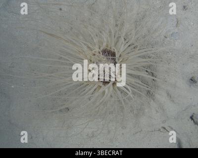 Zylinderrose (Cerianthus sp) Stockfoto