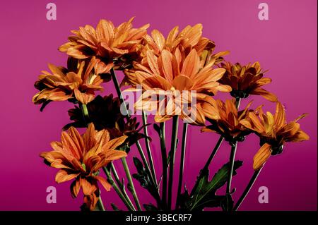 Wunderschöne Chrysantheme multiflora Conaco Orange auf rosa Hintergrund. Nahaufnahme des Blumenkopfes, Odessa, Ukraine, Europa Stockfoto
