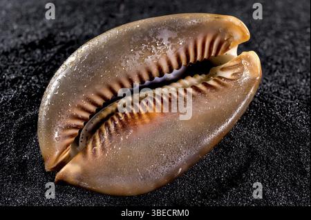 Nahaufnahme der Cypraea caputserpentis Muschel auf schwarzem Sandgrund, Odessa, Ukraine, Europa Stockfoto