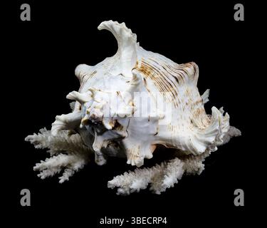 Chicoreus ramosus, allgemein bekannt als die ramose murex Shell, auf weißen Korallen vor schwarzem Hintergrund, Ukraine, Europa Stockfoto