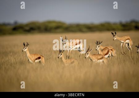 Springböcke im Central Kalahari Game Reserve, Botswana, Afrika Stockfoto