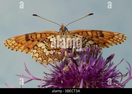 Gepunktete Fritillerie (Melitaea phoebe) Stockfoto