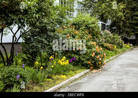 Farbenfrohes Gartenbett mit Iris und Rosen, die an einem sonnigen Tag blühen, entlang eines Weges. Verschiedene Blumen in voller Blüte, eine sonnige Tagesszene im Hinterhof Stockfoto