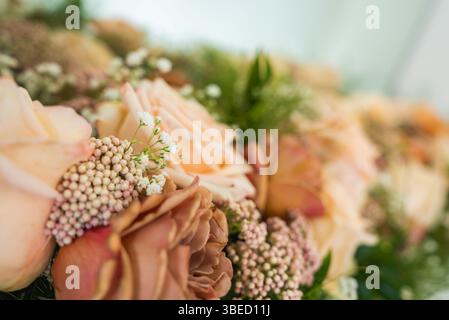 Nahaufnahme von Pastellrosen mit Babyatmung und grünem Laub Stockfoto