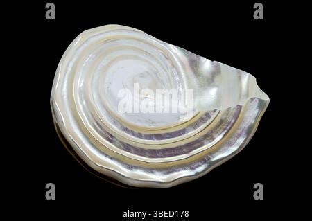 Nahaufnahme einer perlförmig gewellten Turban Seashell Astraea turbanicum mit einer schillernden Oberfläche, isoliert auf schwarzem Hintergrund. Die gewellte Struktur der Schale A Stockfoto