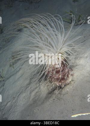 Zylinderrose (Cerianthus sp) Stockfoto