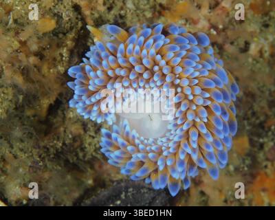 Nacktschnecke mit Silberspitze (Janolus capensis) Stockfoto