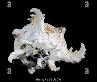 Chicoreus ramosus, allgemein bekannt als die ramose murex Shell vor schwarzem Hintergrund, Ukraine, Europa Stockfoto