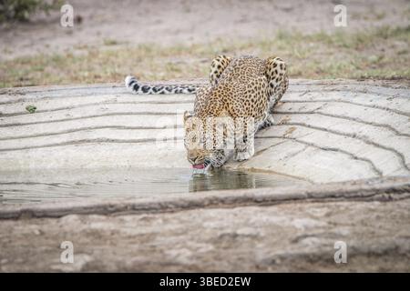 Leoparden Trinkwasser an einem Wasserloch im Kruger-Nationalpark, Südafrika, Afrika Stockfoto