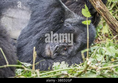 Silverback Mountain Gorilla liegt im Virunga-Nationalpark in der Demokratischen Republik Kongo Stockfoto