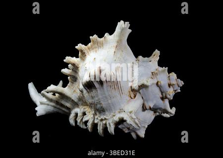 Chicoreus ramosus, allgemein bekannt als die ramose murex Shell vor schwarzem Hintergrund, Ukraine, Europa Stockfoto
